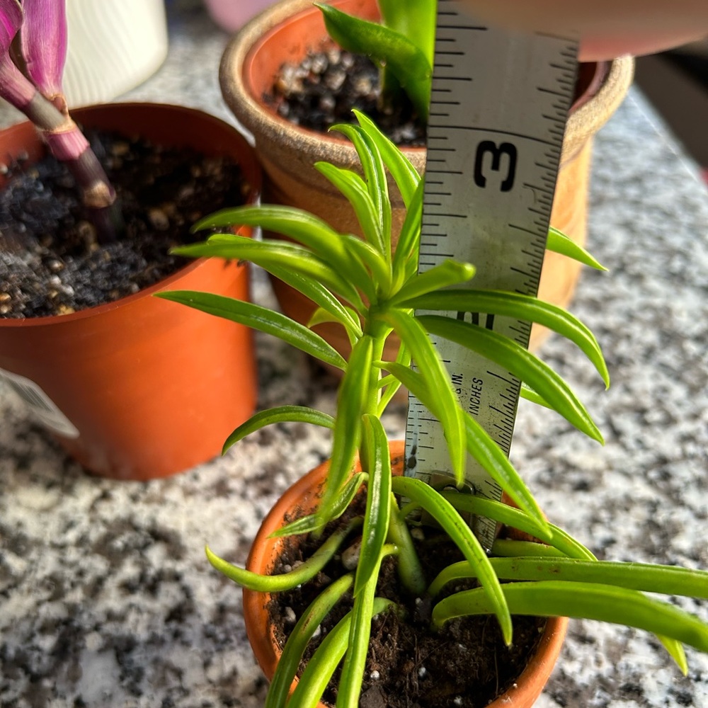 Plants bundle - Picture 4 of 4